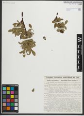 Foto von Salix myrsinites L. x Salix nigricans Sm.